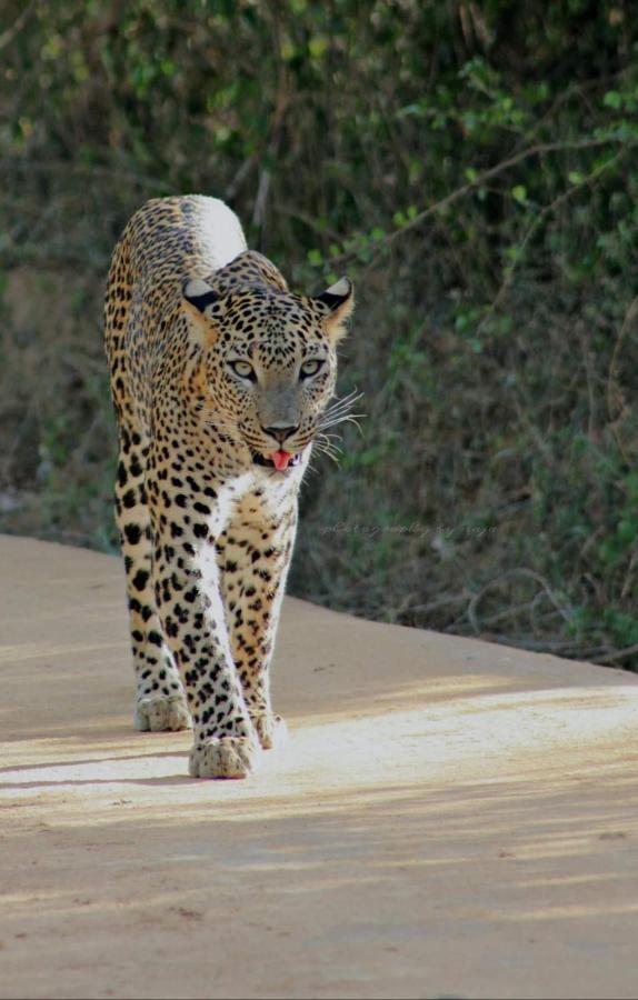 Birds Paradise Yala & Safari Tissamaharama Exterior foto