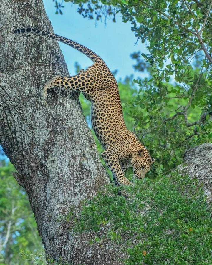 Birds Paradise Yala & Safari Tissamaharama Exterior foto