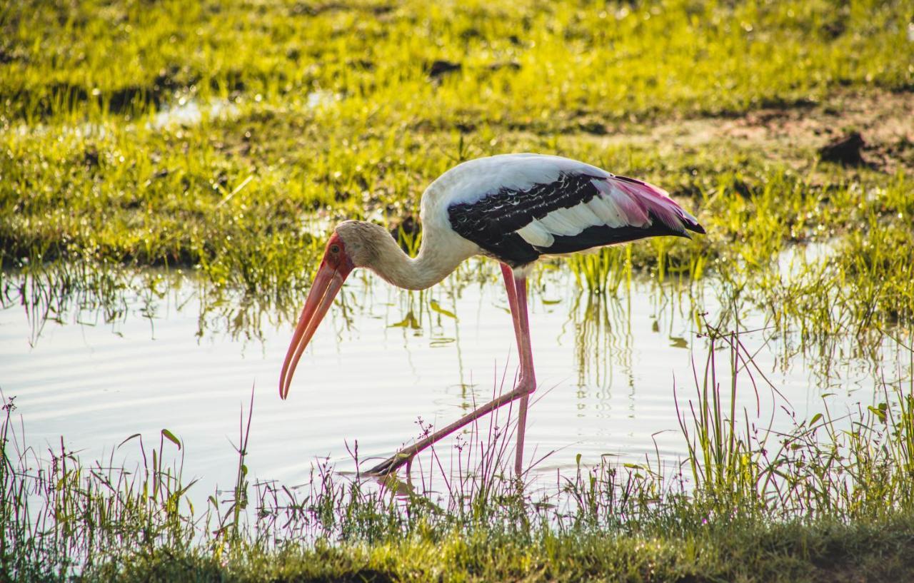 Birds Paradise Yala & Safari Tissamaharama Exterior foto