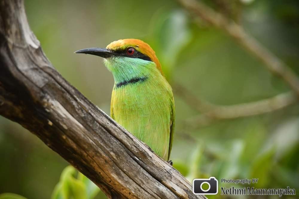 Birds Paradise Yala & Safari Tissamaharama Exterior foto